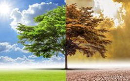 Tree crop