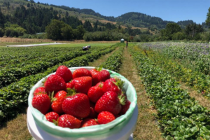 agro strawberries
