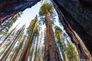 redwoods