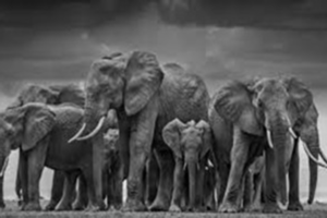 Elephants